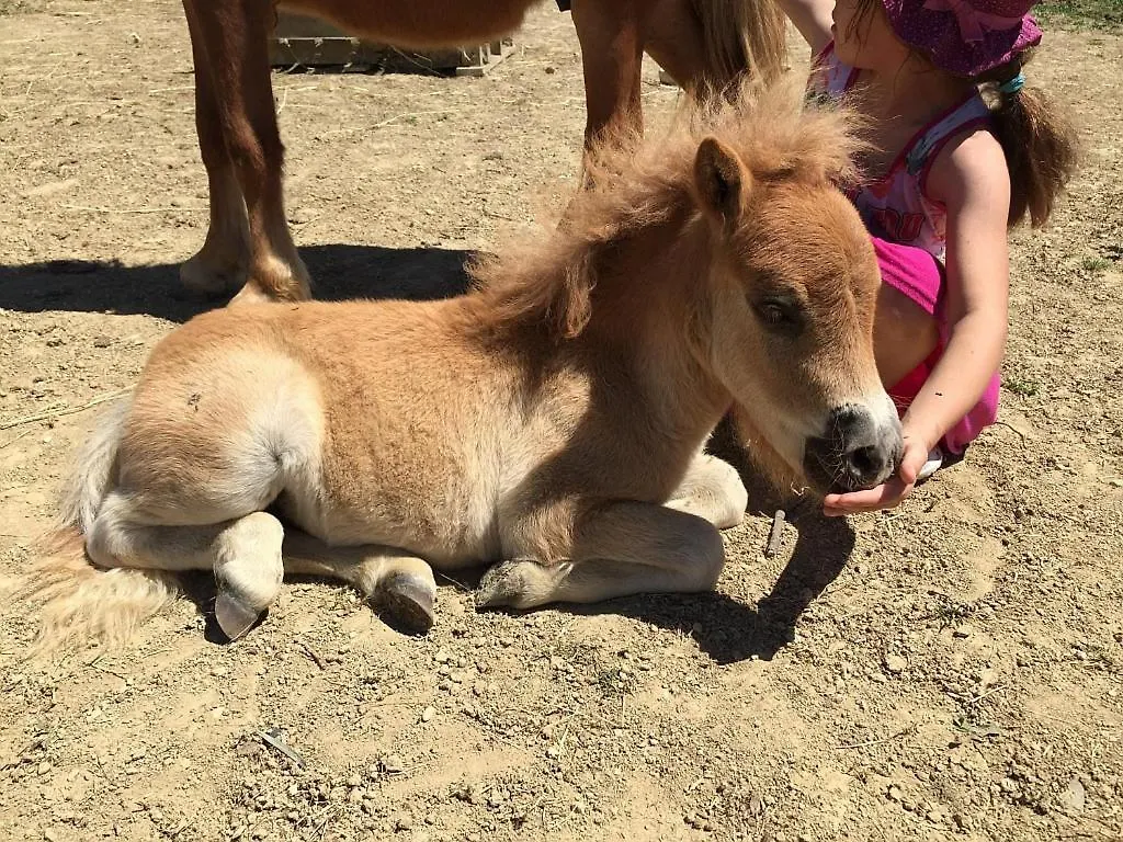Farm stay Au Coeur D Une Mini Ferme, Gite En Pleine Nature Saint-Clar